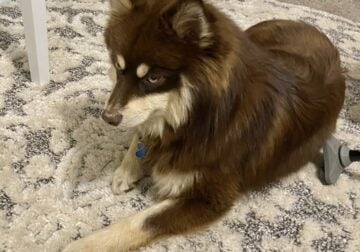 Chocolate Pomsky Prince looking for princess