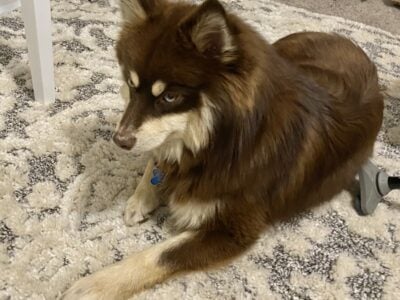 Chocolate Pomsky Prince looking for princess