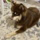 Chocolate Pomsky Prince looking for princess
