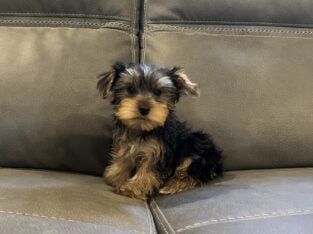 CKC Yorkie male puppies
