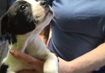 Boston Terrier puppies for sale