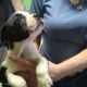 Boston Terrier puppies for sale