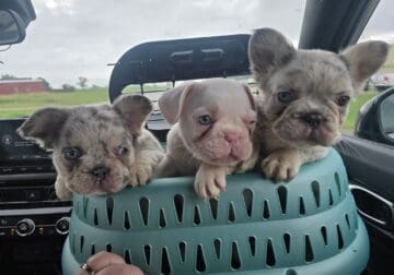 frenchies puppies