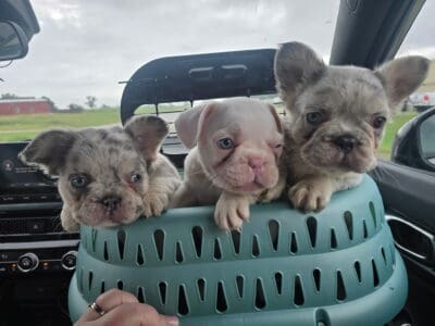 frenchies puppies