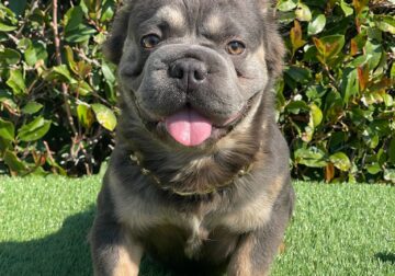 ROCK – Fluffy Super Stud