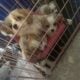 Cavachan puppies