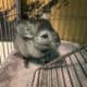 Chinchillas