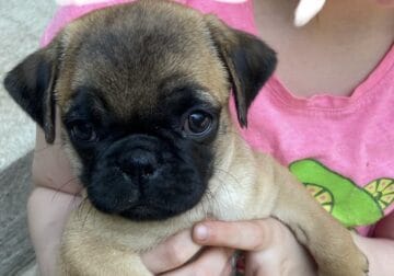2 pugs