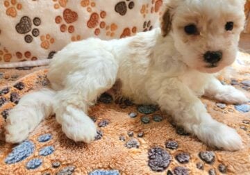 Maltipoo pups