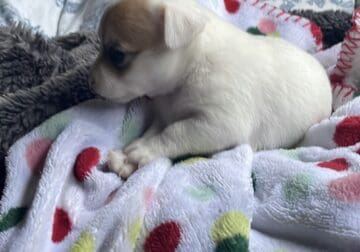 Chihuahua puppies