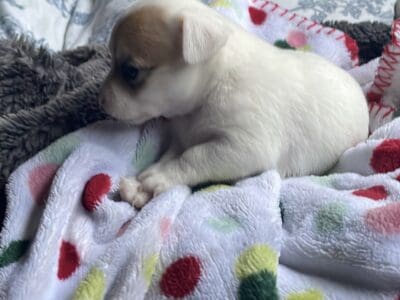Chihuahua puppies