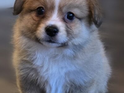PomChi Puppies