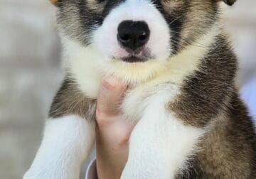 7 AKC Pembroke Males Sable & Tricolor