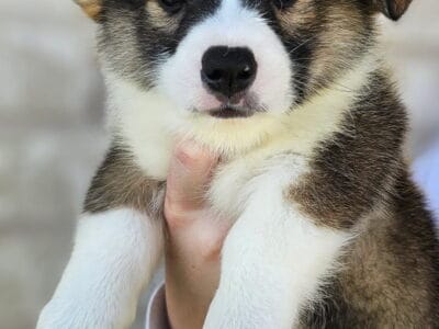 7 AKC Pembroke Males Sable & Tricolor