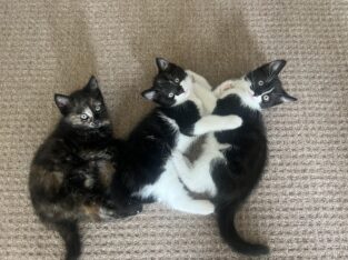 2 month old Kittens