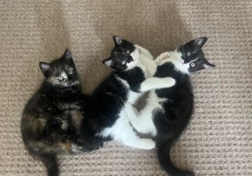 2 month old Kittens