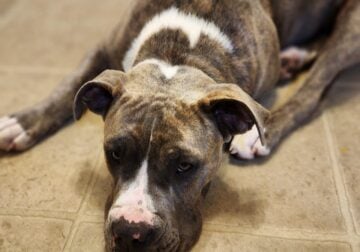 Free female bullie