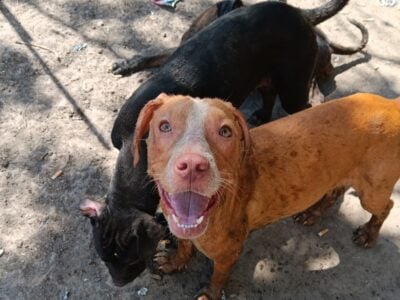 Pitbull Dog