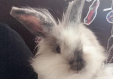 Sweet Lionhead Rabbit looking for new home