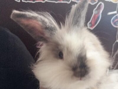 Sweet Female Lionhead Rabbit looking for new home