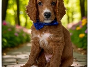 Buddy (Blue collar)