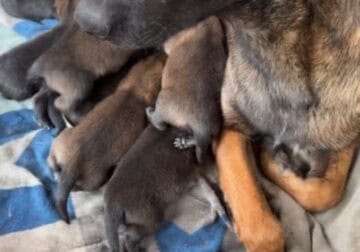 Belgian malinois puppys