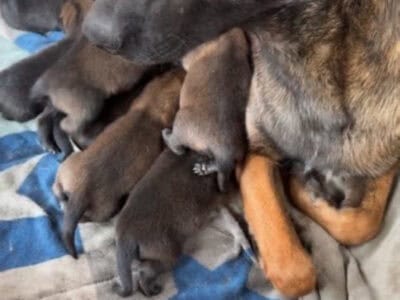 Belgian malinois puppys