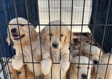 Golden Retriever Puppies