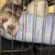Two Ferrets a Cage and More