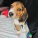 Purebred Beagle puppies – Male #1