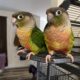 2 Green Cheek Conure birds for sale!