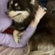 Chocolate Pomsky Prince looking for princess
