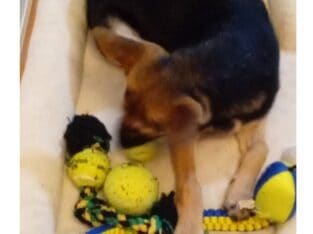 rehoming Female german shepard