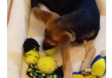 rehoming Female german shepard