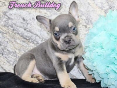 Beverly Female French Bulldog
