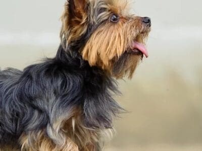 Yorskhire Terrier Original Breed