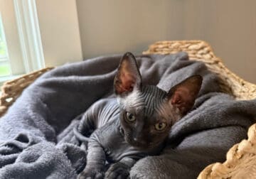 Sphynx Kittens