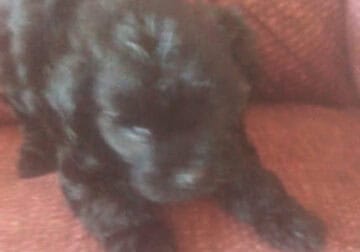 puppies