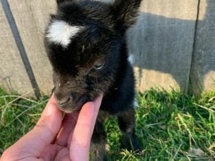 Nigerian dwarf goats looking 4newhome