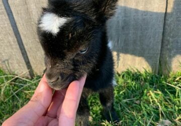 Nigerian dwarf goats looking 4newhome