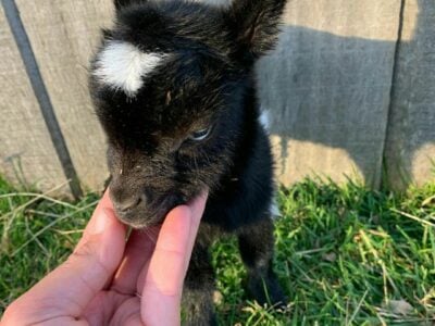 Nigerian dwarf goats looking 4newhome