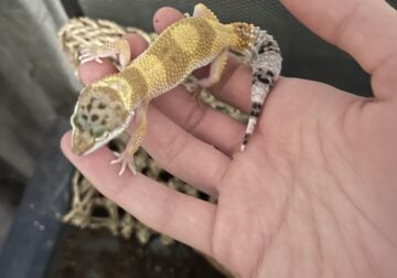 Tangerine juvenile leopard gecko