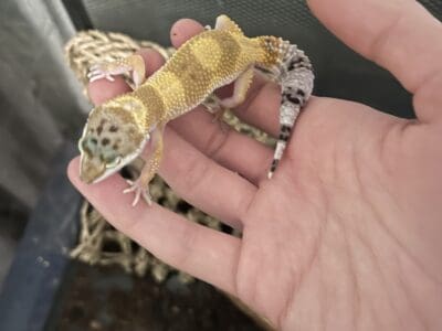Tangerine juvenile leopard gecko
