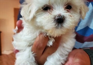 Cute Little Maltese Puppy