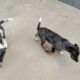 12 week old puppies looking for forever homes