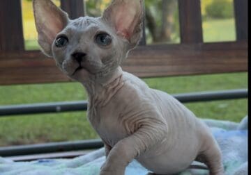 Female Sphynx kitten