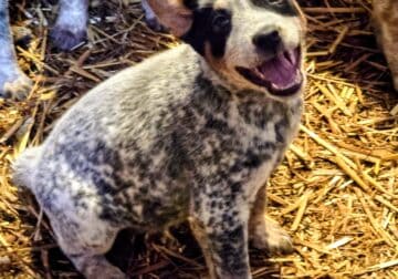 Heeler puppies