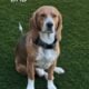 Purebred Beagle Male #2