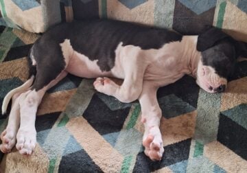 Great Danes puppies for sale