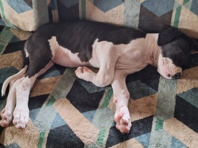 Great Danes puppies for sale